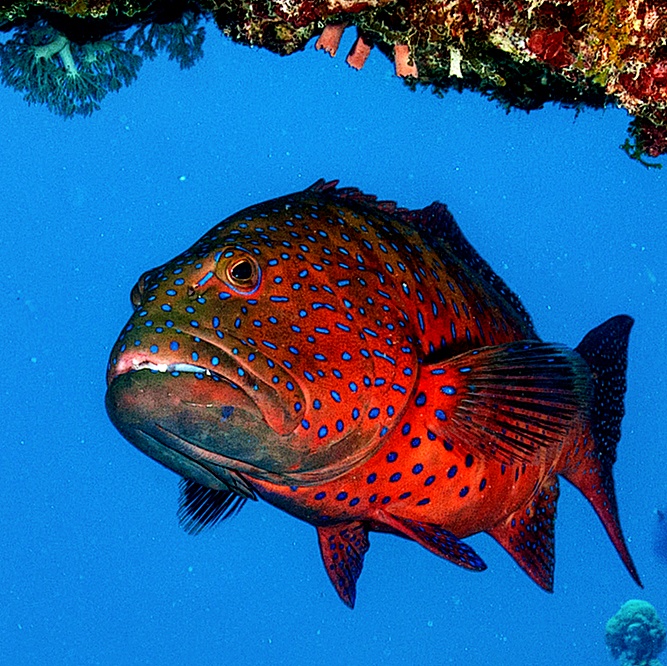destination-fish destination-fish-dive pro