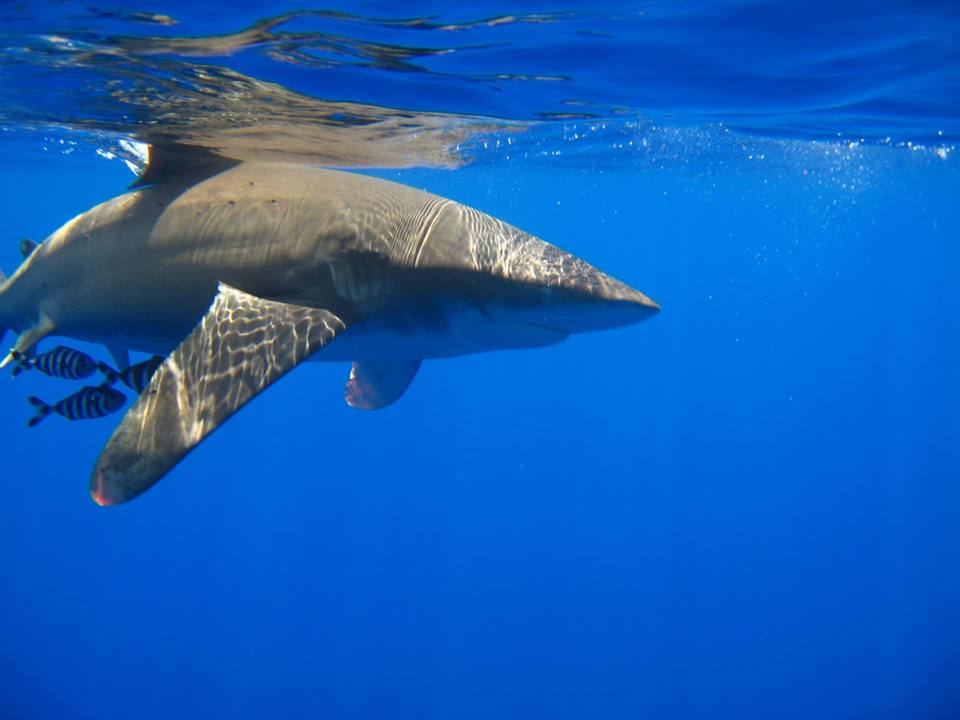 destination-shark dive pro-destination-shark