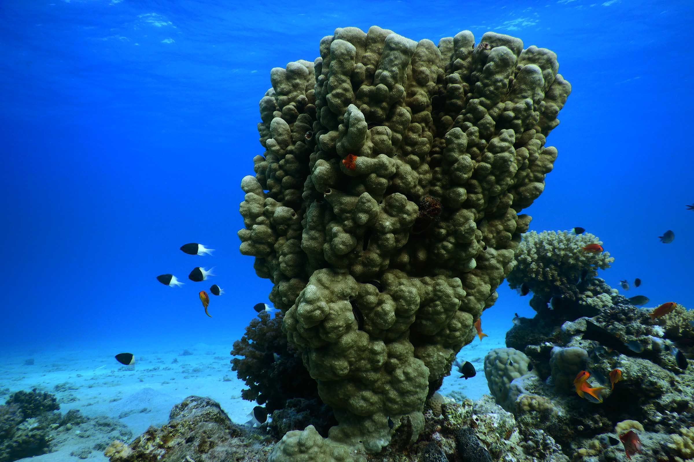 Coral-reef1.jpg
