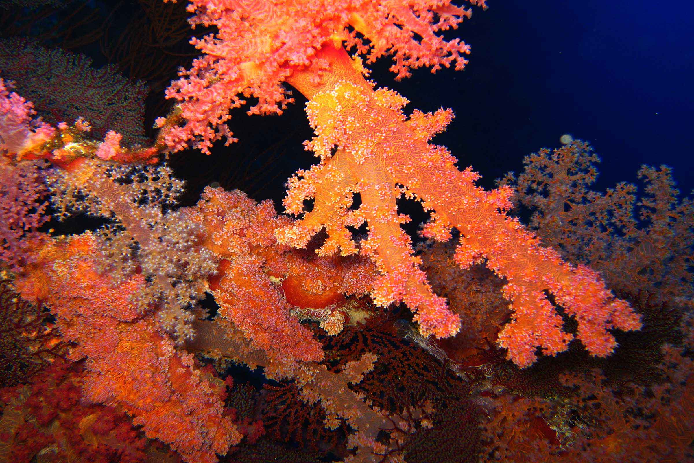 soft-coral.jpg