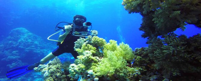 coral-reef-pice- dive pro