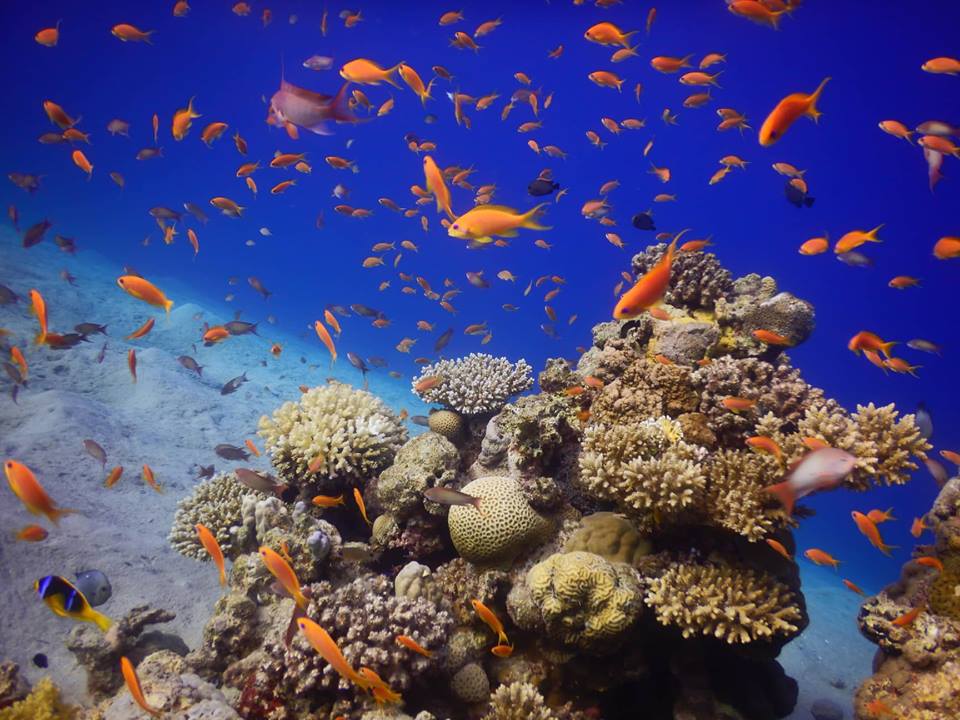 corals-dive pro
