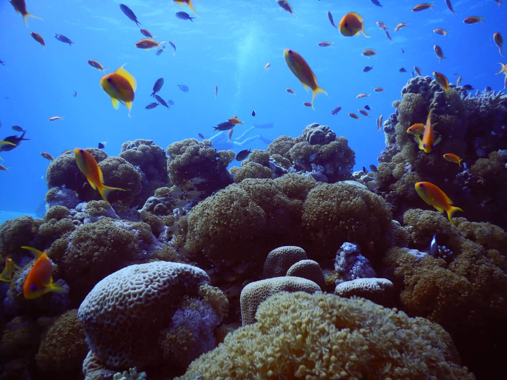 Egypt-REDSEA-Hurghada-DivePro-Academy-Scuba-Diving-Center-Coal-Reef3