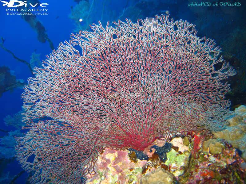 Egypt-REDSEA-Hurghada-DivePro-Academy-Scuba-Diving-Center-Water-Beautiful-Coral-Reef-2