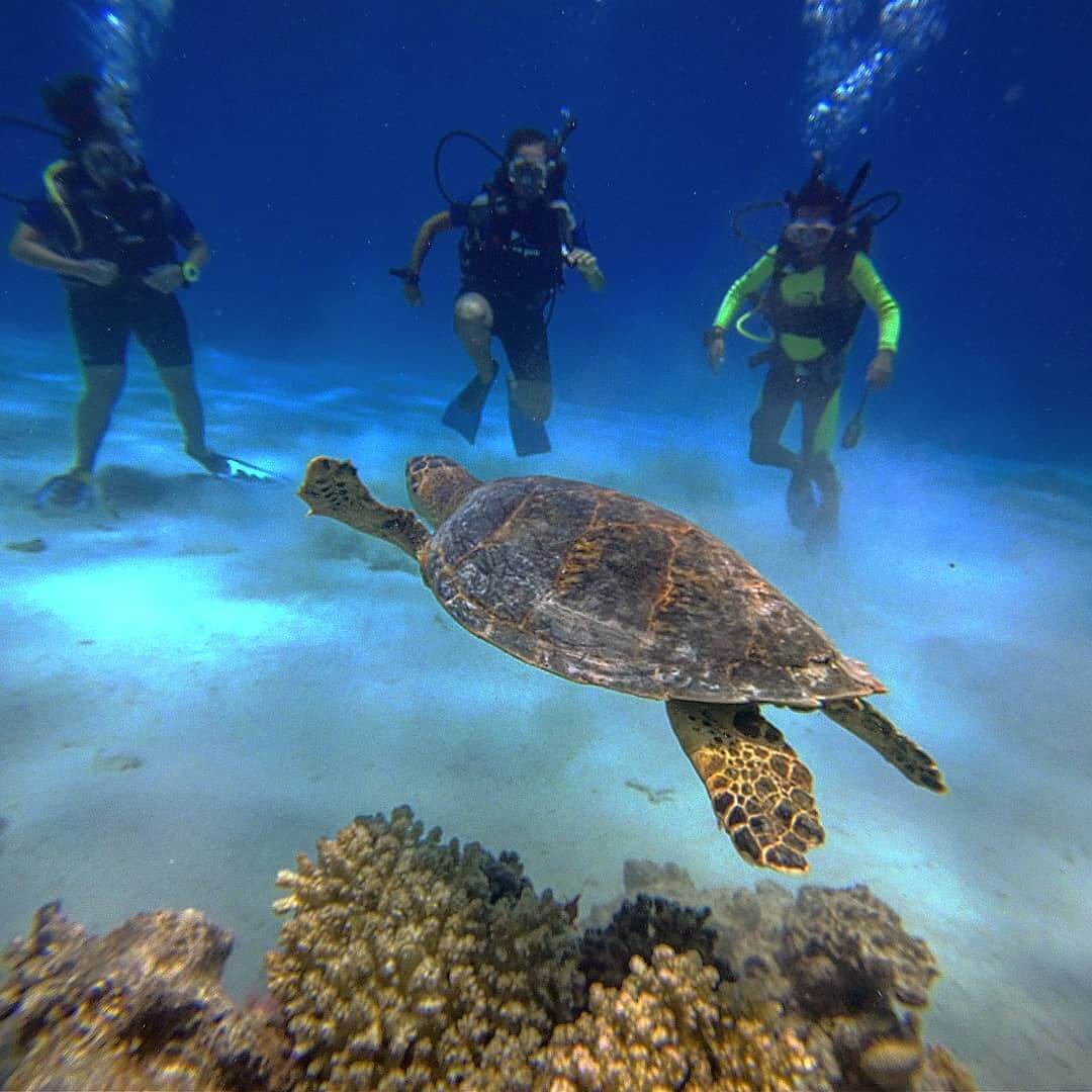 oral-reef-conservation-img-2